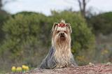YORKSHIRE TERRIER 010